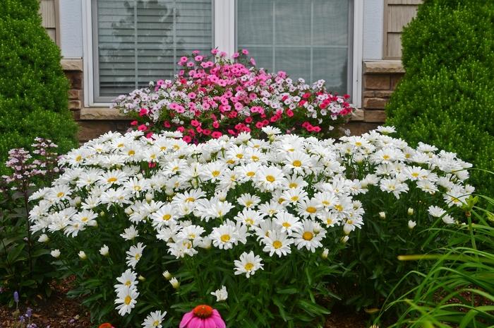Leucanthemum x superbum Amazing Daisies® Daisy May®