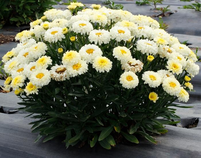 Leucanthemum x superbum Lemon Puff™