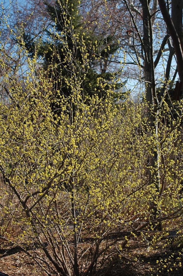 Lindera benzoin
