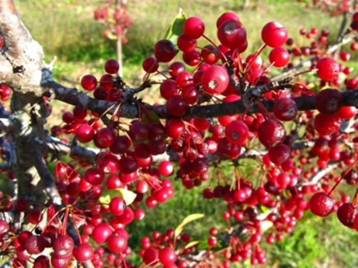 Malus sargentii