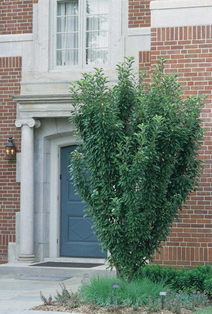 Malus Adirondack