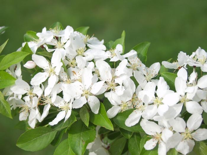 Malus Harvest Gold®