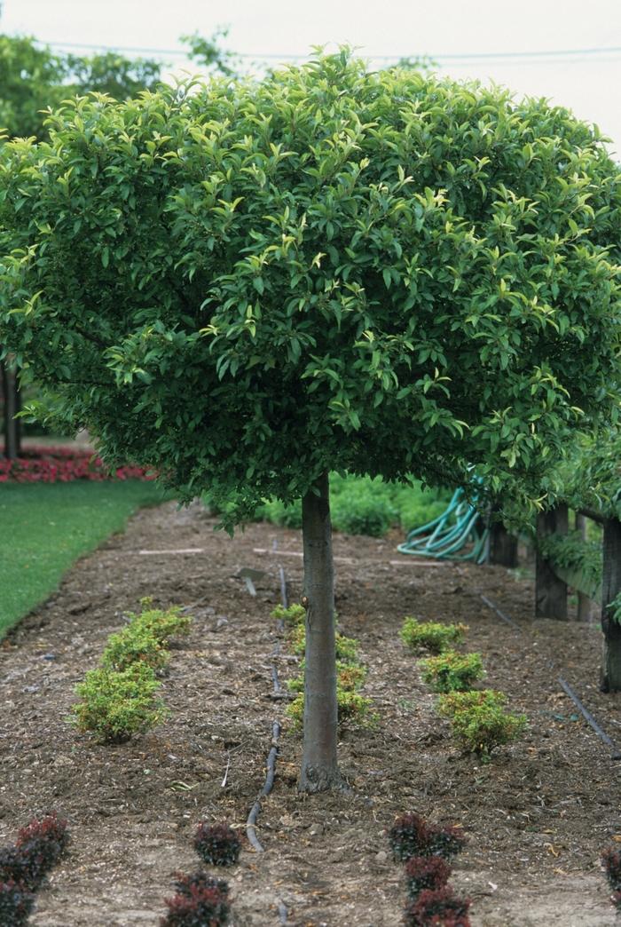 Malus Lollipop®