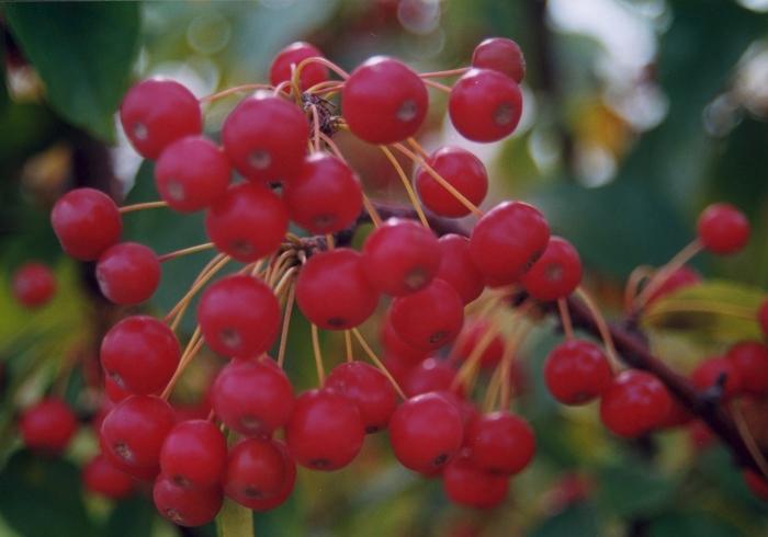 Malus Red Jewel™