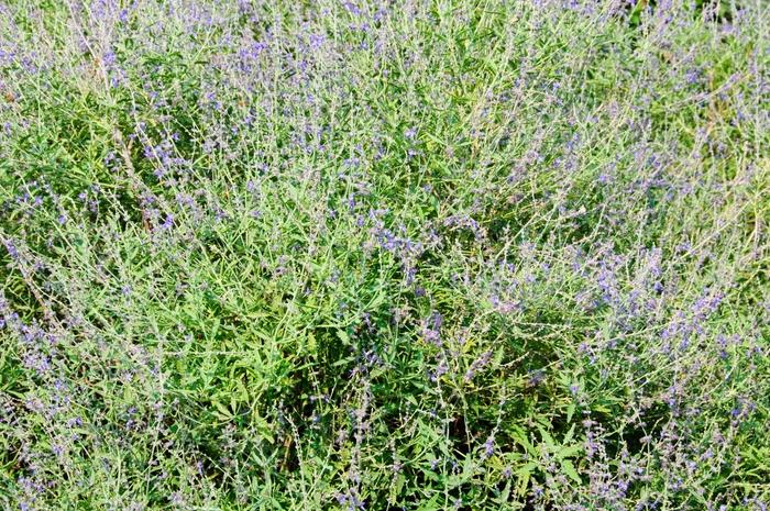 Perovskia atriplicifolia Crazy Blue
