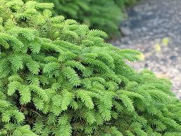 Picea abies 'Nidiformis' - Bird's Nest Spruce from Maple Lane Nursery