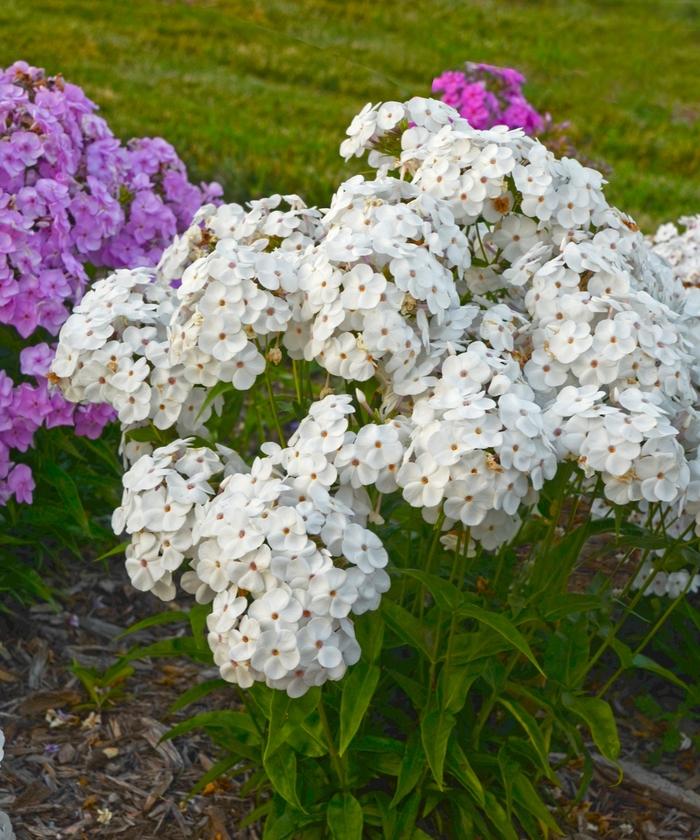 Phlox Opening Act White