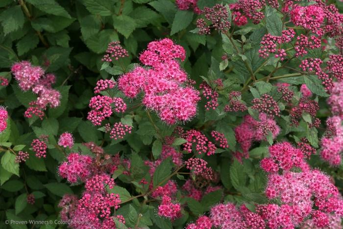 Spiraea japonica Double Play® Pink