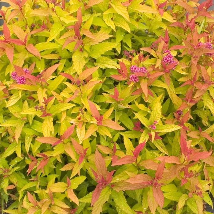Spiraea japonica Double Play® Gold