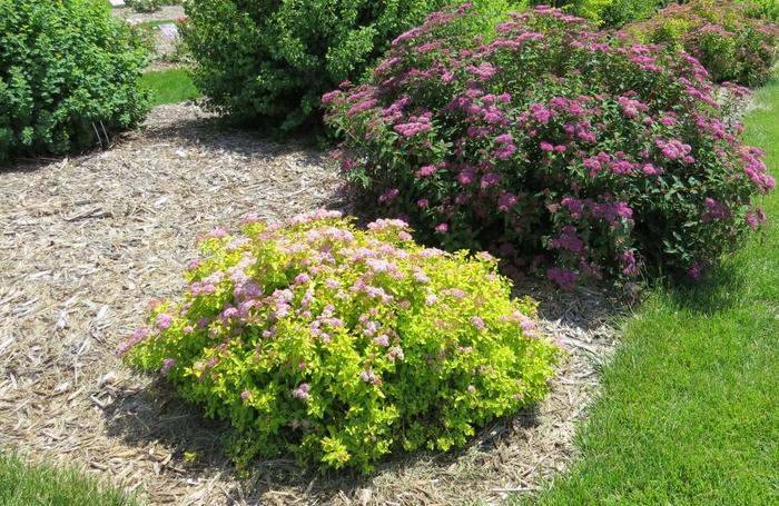 Spiraea Sundrop™