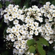 Spiraea x vanhouttei 'Renaissance' - Spirea from Maple Lane Nursery