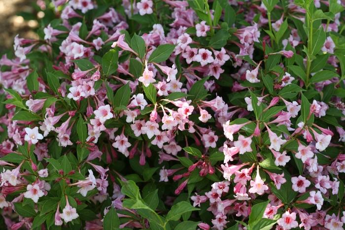 Weigela florida Sonic Bloom® Pure Pink