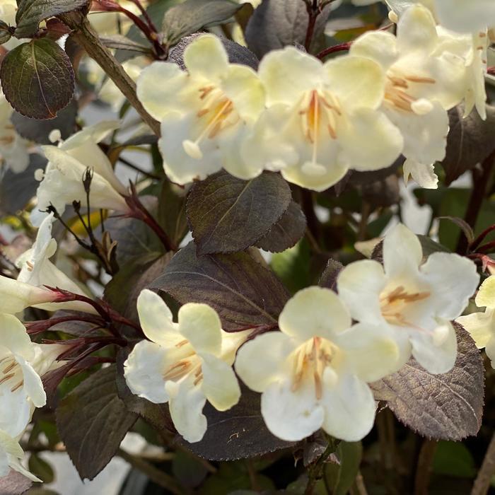 Weigela florida Wine and Spirits®