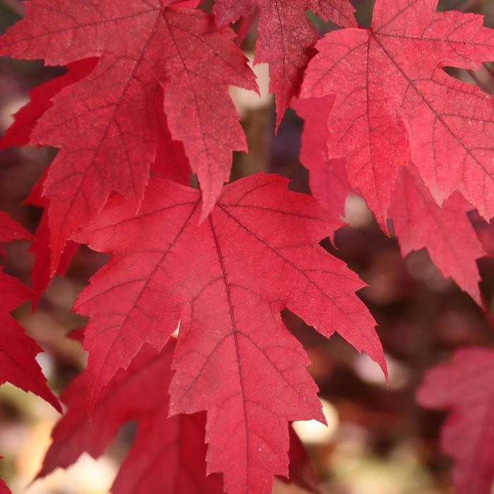 Acer x freemanii Matador™