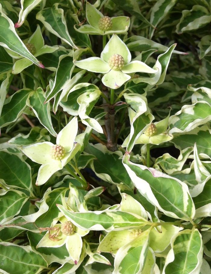 Cornus kousa Wolf Eyes