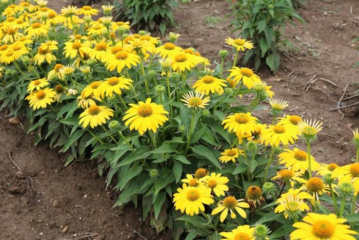 Echinacea Sombrero® Lemon Yellow