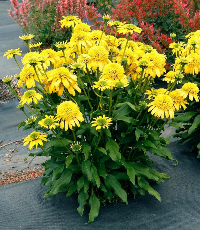 Echinacea Sunny Days™ Lemon