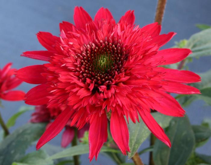 Echinacea Sunny Days™ Ruby