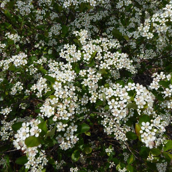 Aronia melanocarpa Iroquois Beauty