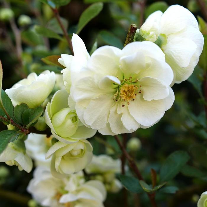 Chaenomeles speciosa Double Take Eternal White®