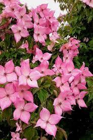 Cornus kousa 'Rosy Teacups�' - Dogwood from Maple Lane Nursery