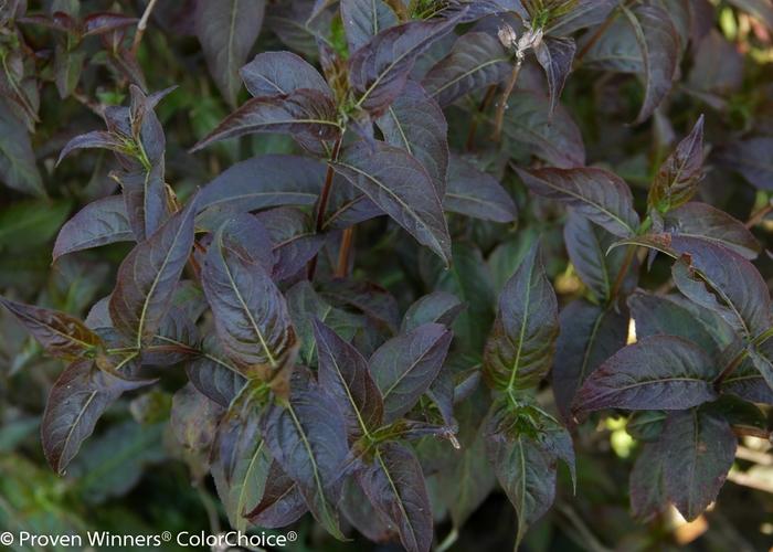 Diervilla rivularis Kodiak® Black