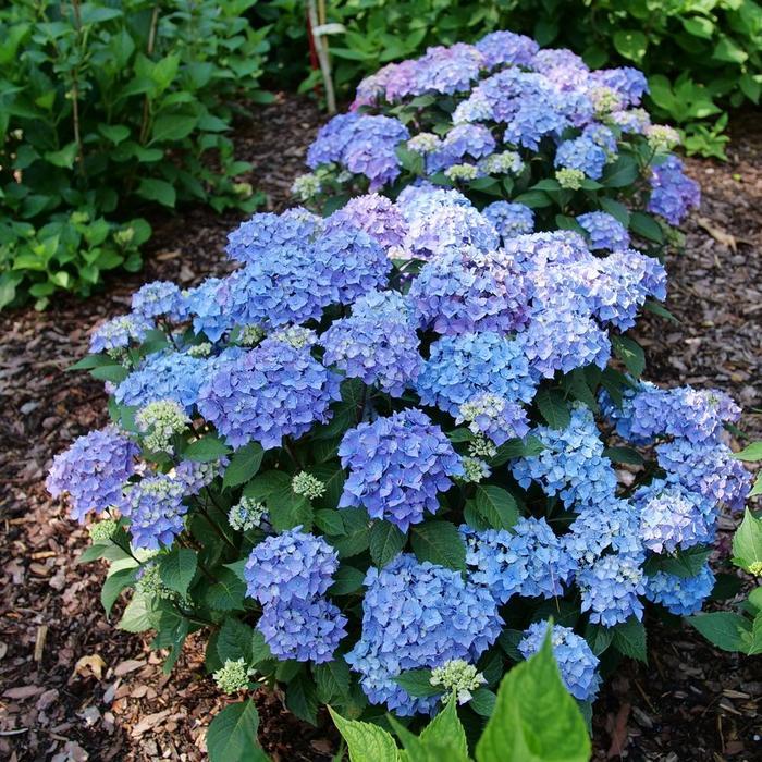 Hydrangea macrophylla Let's Dance Lovable®