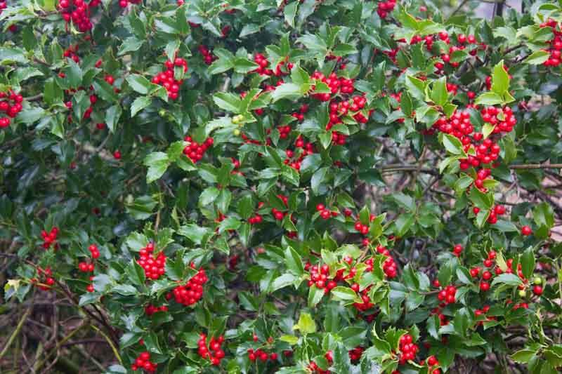 Ilex x meserveae 'Blue Prince' - Holly from Maple Lane Nursery