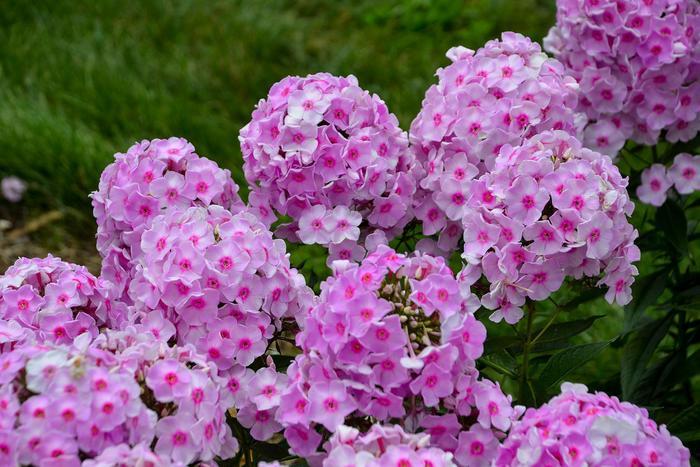 Phlox paniculata Luminary™ Opalescence