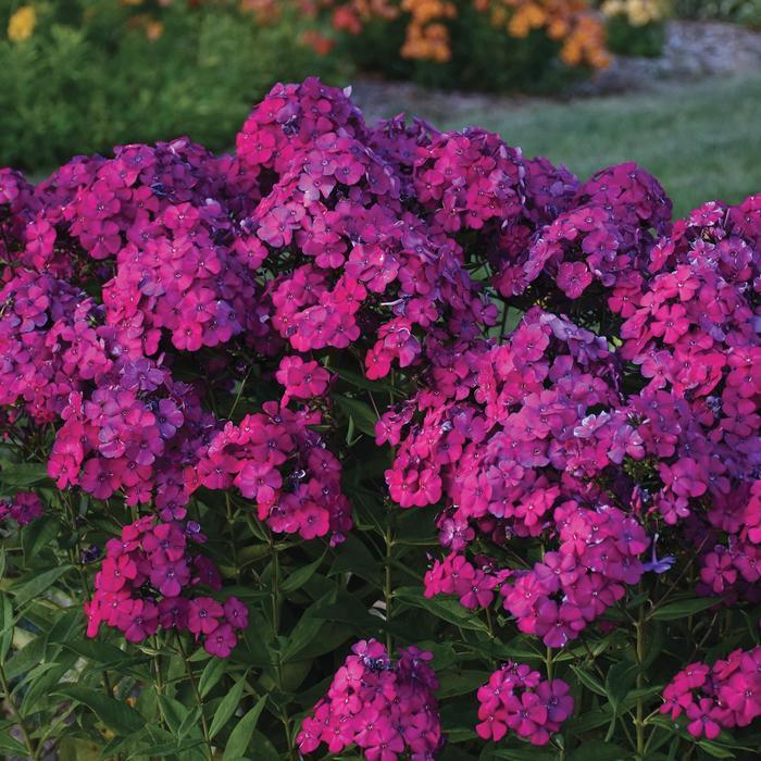 Phlox paniculata Luminary™ Ultraviolet