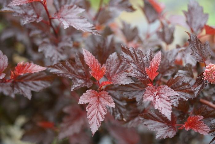 Physocarpus opulifolius Ginger Wine®