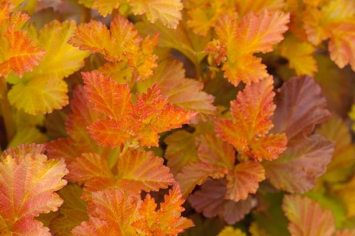 Physocarpus opulifolius Amber Jubilee™
