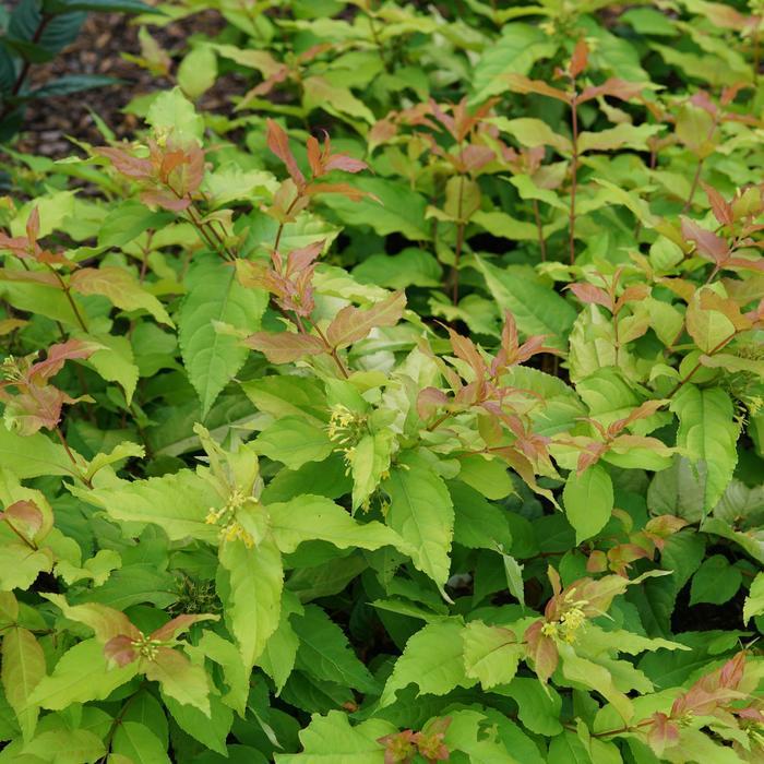 Diervilla Kodiak Fresh®