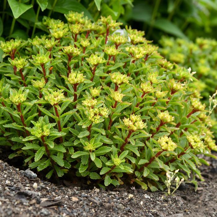 Sedum Rock 'N Round™ Bright Idea