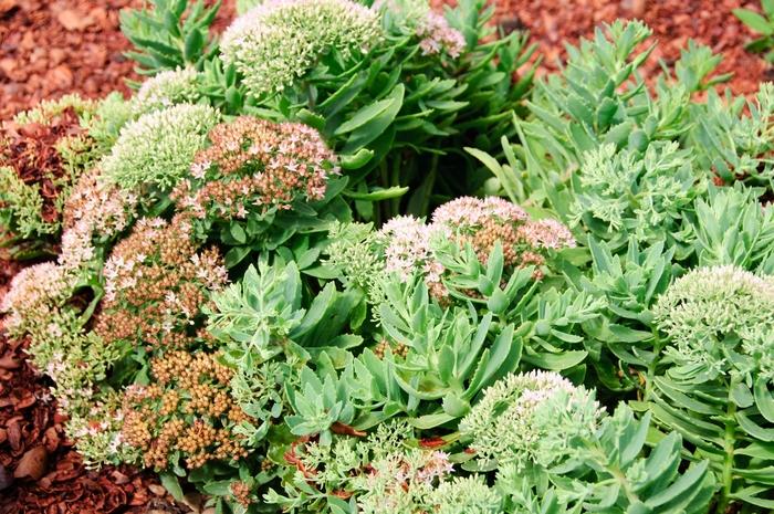 Sedum Rock 'N Grow® Pure Joy