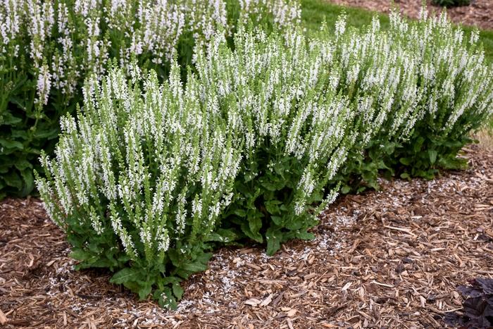 Salvia nemorosa White Profusion