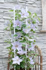 Clematis Boulevard� Tranquilite™ - Clematis from Maple Lane Nursery