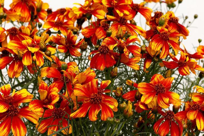Coreopsis verticillata Sunstar™ Orange