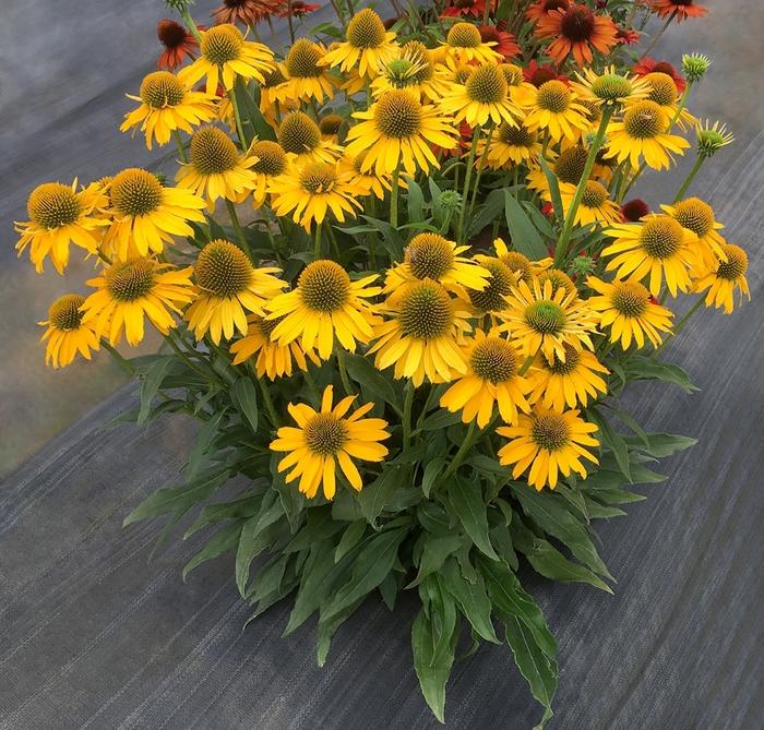 Echinacea Kismet® Yellow