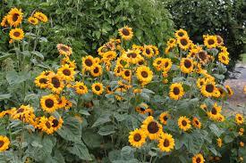 Helianthus annuus SunBelievable™ 'Brown Eyed Girl' - Helianthus from Maple Lane Nursery