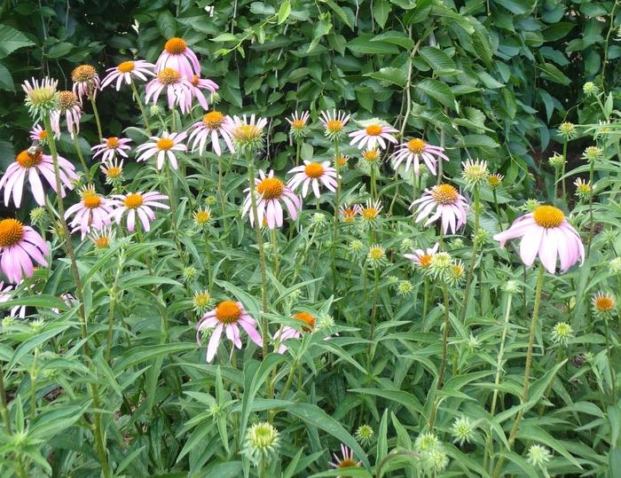 Echinacea purpurea