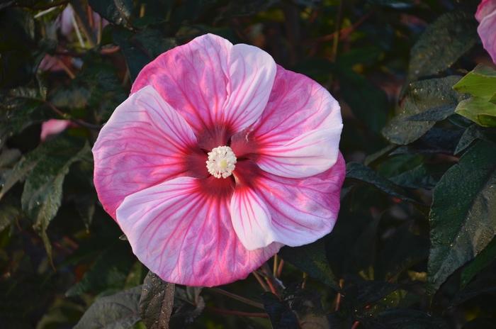 Hibiscus Summerific® Cherry Choco Latte
