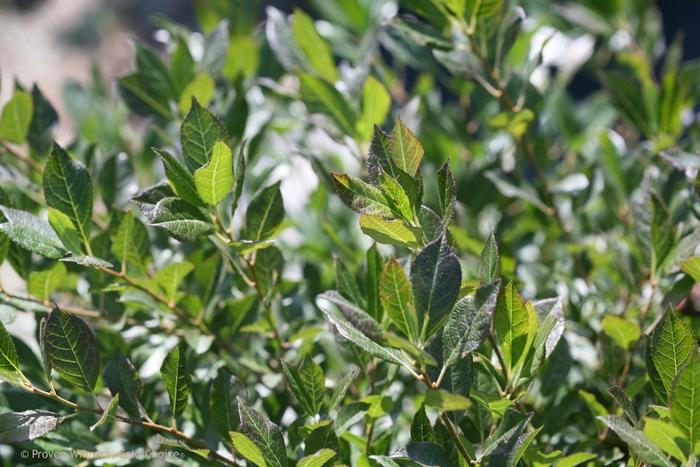 Ilex verticillata Little Goblin® Guy