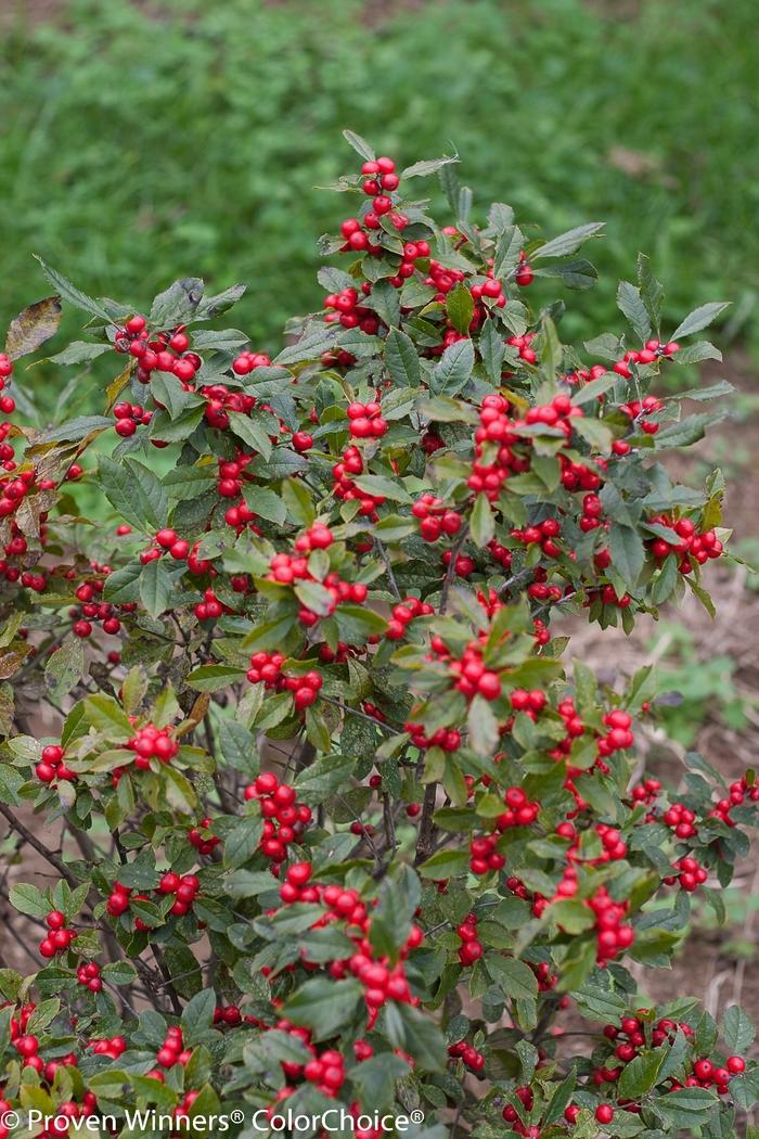 Ilex verticillata Little Goblin® Red