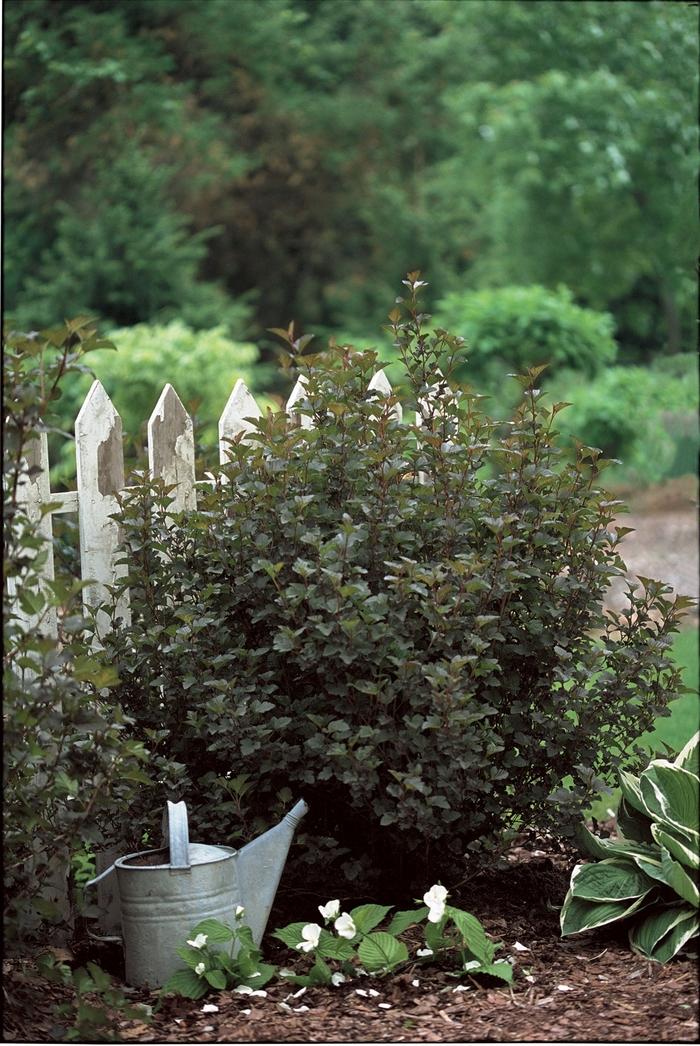 Physocarpus opulifolius Summer Wine®