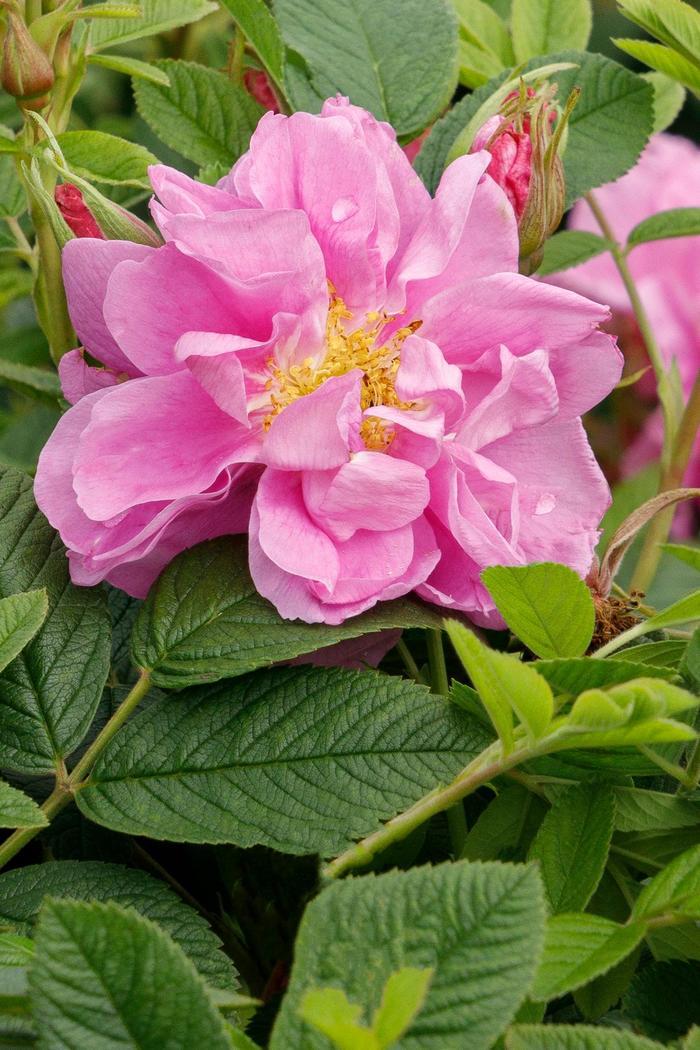 Rosa rugosa Seaside Swirl™ Pink