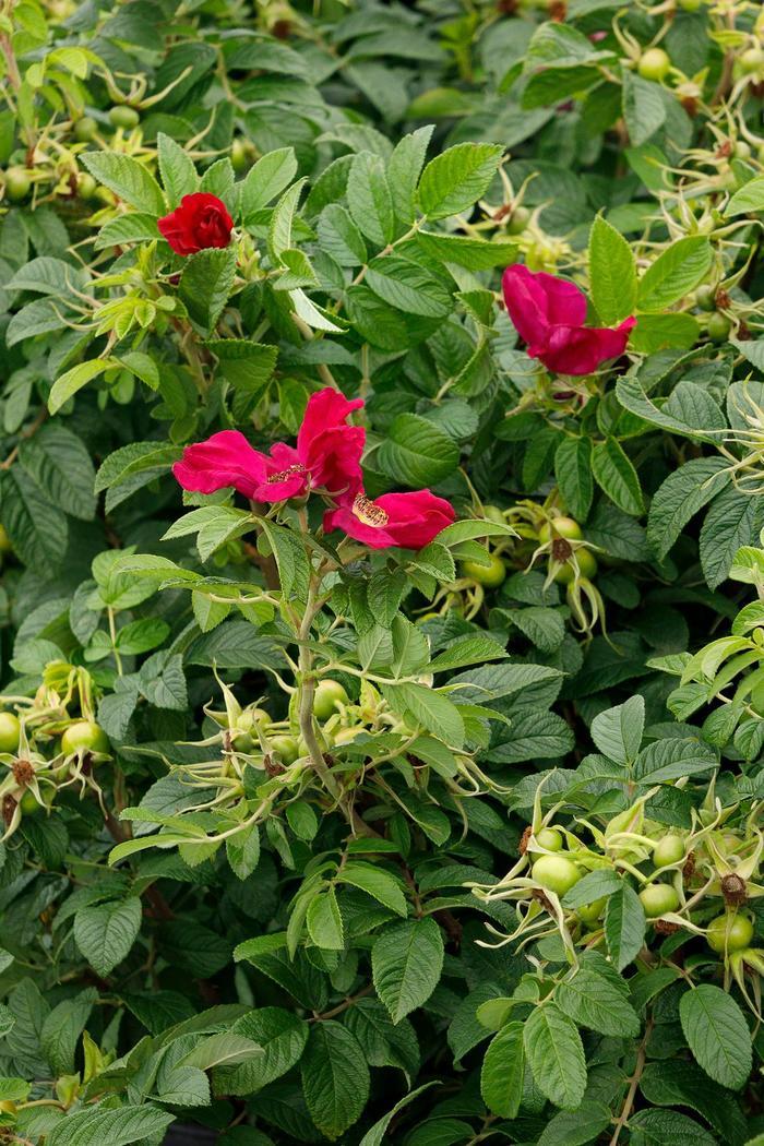 Rosa rugosa Seaside Swirl™ Red