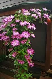 Clematis 'Pink champagne' - Clematis from Maple Lane Nursery