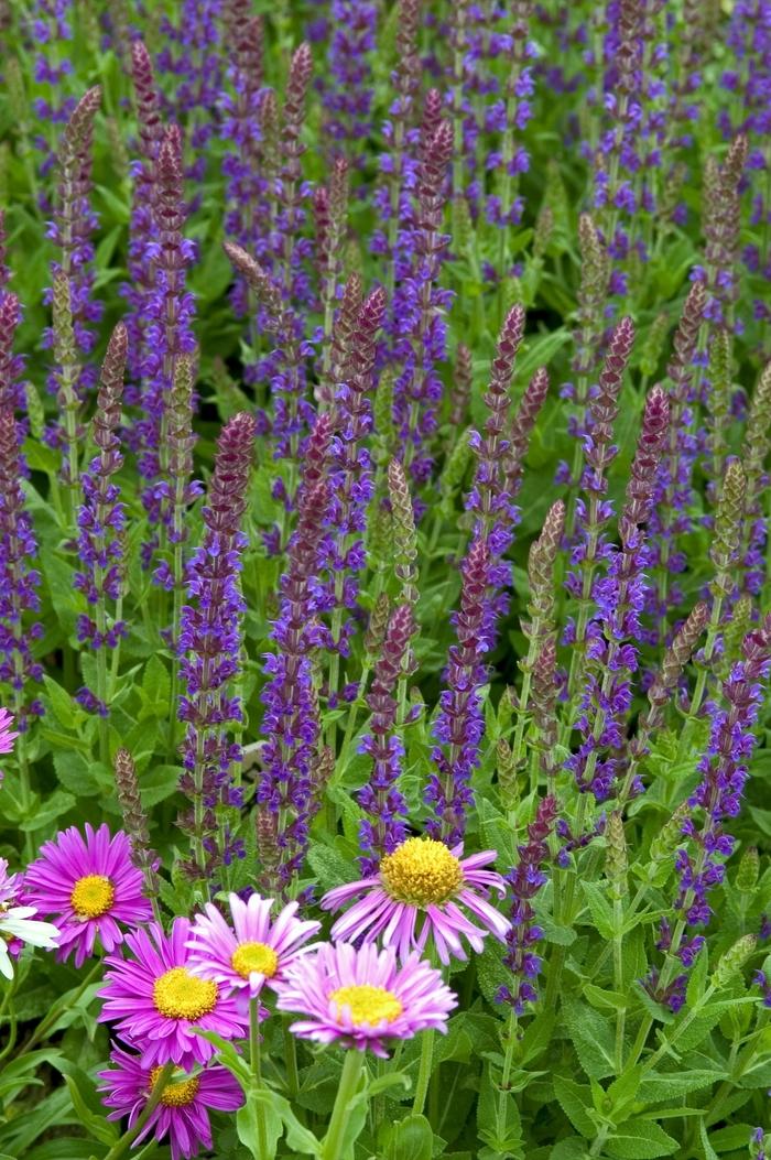 Salvia x sylvestris East Friesland (Ostfriesland)