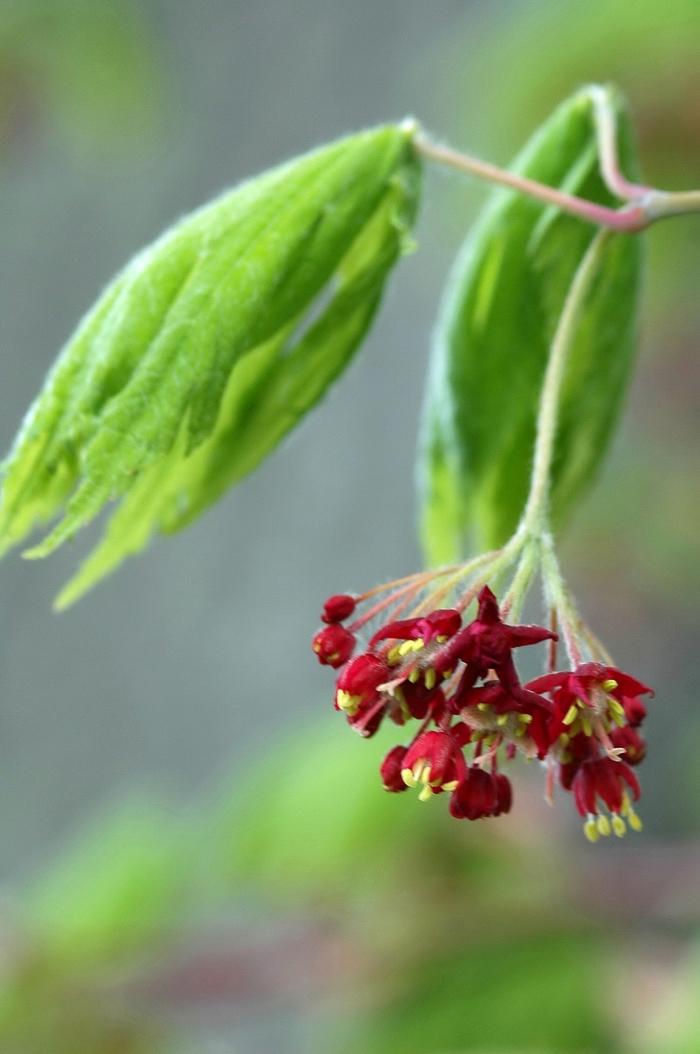 Acer japonicum Aconitifolium
